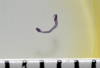 新種鯊魚絛蟲-01藏品圖，第7張
