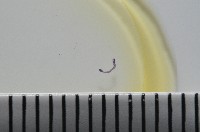 新種鯊魚絛蟲-01藏品圖，第8張