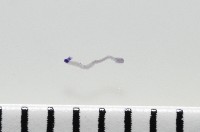 新種鯊魚絛蟲-01藏品圖，第6張