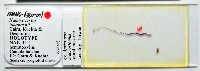 新種鯊魚絛蟲-02藏品圖，第1張