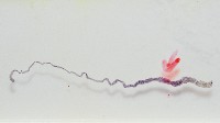 新種鯊魚絛蟲-02藏品圖，第3張