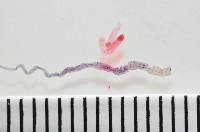 新種鯊魚絛蟲-02藏品圖，第4張