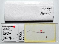 新種鯊魚絛蟲-02藏品圖，第6張