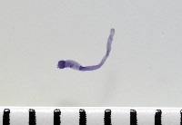 新種鯊魚絛蟲-02藏品圖，第3張