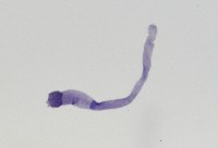 新種鯊魚絛蟲-02藏品圖，第4張