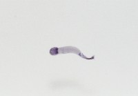 新種鯊魚絛蟲-02藏品圖，第4張