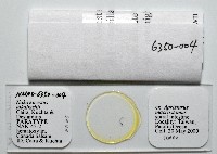 新種鯊魚絛蟲-02藏品圖，第5張