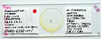 新種棘槽絛蟲藏品圖，第1張