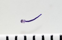 新種棘槽絛蟲藏品圖，第2張