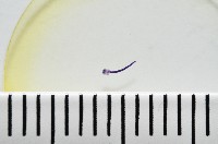 新種棘槽絛蟲藏品圖，第3張