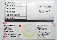 新種棘槽絛蟲藏品圖，第5張