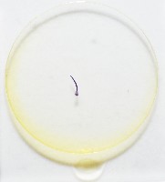 新種棘槽絛蟲藏品圖，第7張