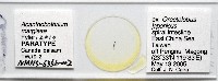 新種棘槽絛蟲藏品圖，第1張