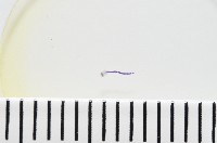 新種棘槽絛蟲藏品圖，第2張