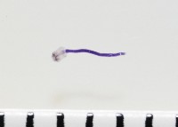 新種棘槽絛蟲藏品圖，第3張