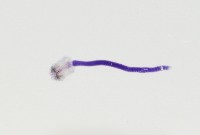 新種棘槽絛蟲藏品圖，第4張