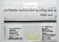 新種棘槽絛蟲藏品圖，第5張