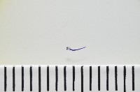 新種棘槽絛蟲藏品圖，第2張