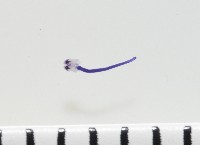 新種棘槽絛蟲藏品圖，第3張