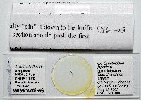新種棘槽絛蟲藏品圖，第5張