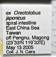 新種棘槽絛蟲藏品圖，第8張