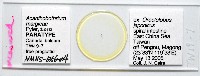 新種棘槽絛蟲藏品圖，第1張