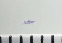 新種棘槽絛蟲藏品圖，第2張