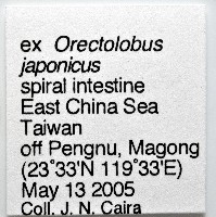 新種棘槽絛蟲藏品圖，第8張