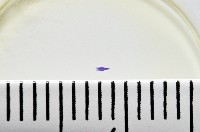 新種棘槽絛蟲藏品圖，第2張