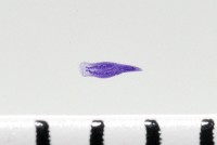新種棘槽絛蟲藏品圖，第3張