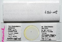新種棘槽絛蟲藏品圖，第5張