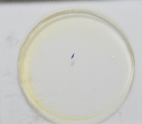 新種棘槽絛蟲藏品圖，第7張