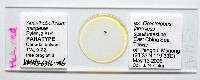 新種棘槽絛蟲藏品圖，第1張