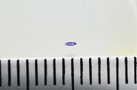 新種棘槽絛蟲藏品圖，第2張