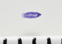 新種棘槽絛蟲藏品圖，第3張