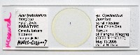 新種棘槽絛蟲藏品圖，第1張