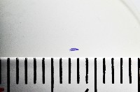 新種棘槽絛蟲藏品圖，第2張