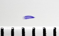 新種棘槽絛蟲藏品圖，第3張