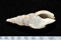 登錄號:006359-00016藏品圖，第1張