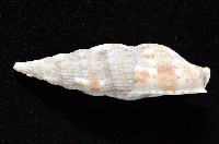 登錄號:006359-00016藏品圖，第2張