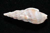 登錄號:006359-00016藏品圖，第3張