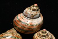 貓眼蠑螺藏品圖，第4張