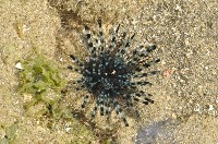 冠刺棘海膽藏品圖，第3張