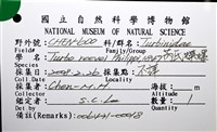 芮氏蠑螺藏品圖，第12張