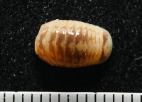 雙色木球馬陸藏品圖，第2張