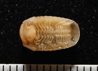 雙色木球馬陸藏品圖，第3張