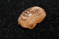 雙色木球馬陸藏品圖，第5張