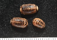 雙色木球馬陸藏品圖，第1張