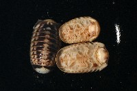 雙色木球馬陸藏品圖，第4張