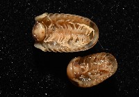 雙色木球馬陸藏品圖，第5張